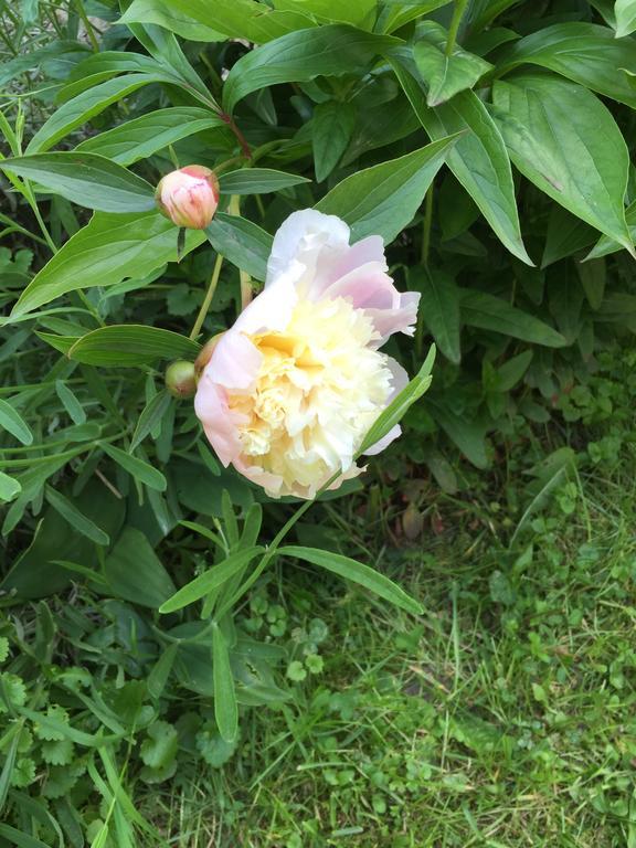 Country House Stoljetna Vila Seona 外观 照片